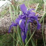 Iris latifolia Virág