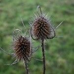 Dipsacus fullonum Кветка