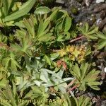 Alchemilla pentaphyllea Άλλα