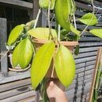 Hoya nicholsoniae Blatt