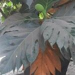 Artocarpus altilis पत्ता