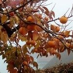 Diospyros kaki Fruit
