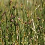 Juncus arcticus 整株植物