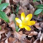 Crocus chrysanthus Συνήθη χαρακτηριστικά