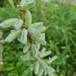 Lupinus polyphyllusFruto