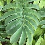 Melianthus major Листок