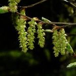 Carpinus betulus Flower