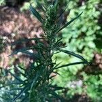 Artemisia verlotiorum Floro