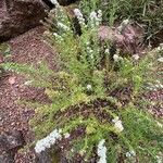 Symphyotrichum ericoides Staniste