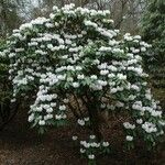 Rhododendron × geraldii عادت داشتن