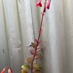 Kalanchoe manginii Цвят