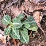 Goodyera pubescens Blatt