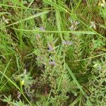 Lythrum hyssopifolia Blomma