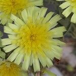 Andryala integrifolia Flor