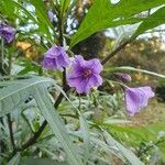 Solanum laciniatum Кветка