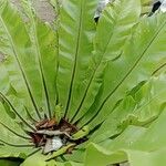 Asplenium nidus Leaf