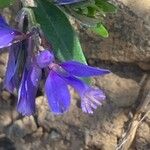 Polygala alpestris Blüte