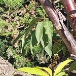 Prunus serrula Hoja