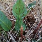 Rumex pulcherഇല