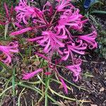 Nerine undulata Flower