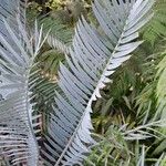 Encephalartos lehmannii ഇല