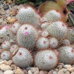 Mammillaria bombycina ᱥᱟᱠᱟᱢ