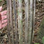 Pandanus letocartiorum Habit