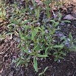 Houstonia longifolia Kvet