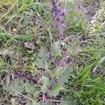 Salvia verbenaca Агульны выгляд