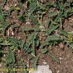 Astragalus depressus Costuma