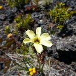 Sisyrinchium pearcei