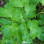 Aquilegia vulgarisFulla