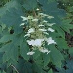 Hydrangea quercifolia Цвят