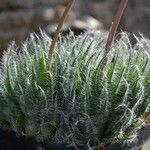 Haworthia bolusii 整株植物