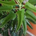 Kalanchoe rosei Leaf