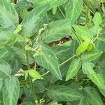 Desmodium paniculatum List