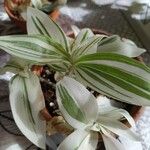 Tradescantia zebrina List