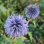 Echinops bannaticus പുഷ്പം