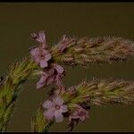 Verbena lasiostachys പുഷ്പം