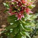 Rhodiola rhodantha Цветок