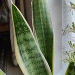 Sansevieria trifasciata Blatt