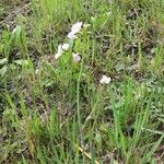 Cardamine pratensisFlower