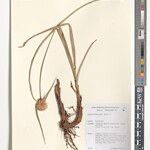 Cyperus diurensis Sonstige