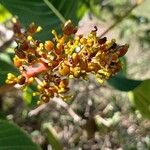 Palicourea rigida Fruit