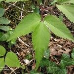 Anemone trifolia Levél