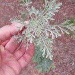 Artemisia thuscula Leaf