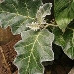 Solanum marginatum Leaf