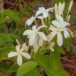 Holarrhena pubescens Flower