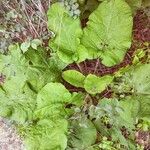 Arctium minus Habitatea