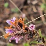 Dyschoriste hildebrandtii Blomst